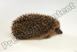 Hedgehog - Erinaceus europaeus  0036